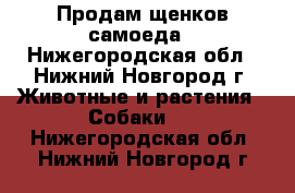 Продам щенков самоеда - Нижегородская обл., Нижний Новгород г. Животные и растения » Собаки   . Нижегородская обл.,Нижний Новгород г.